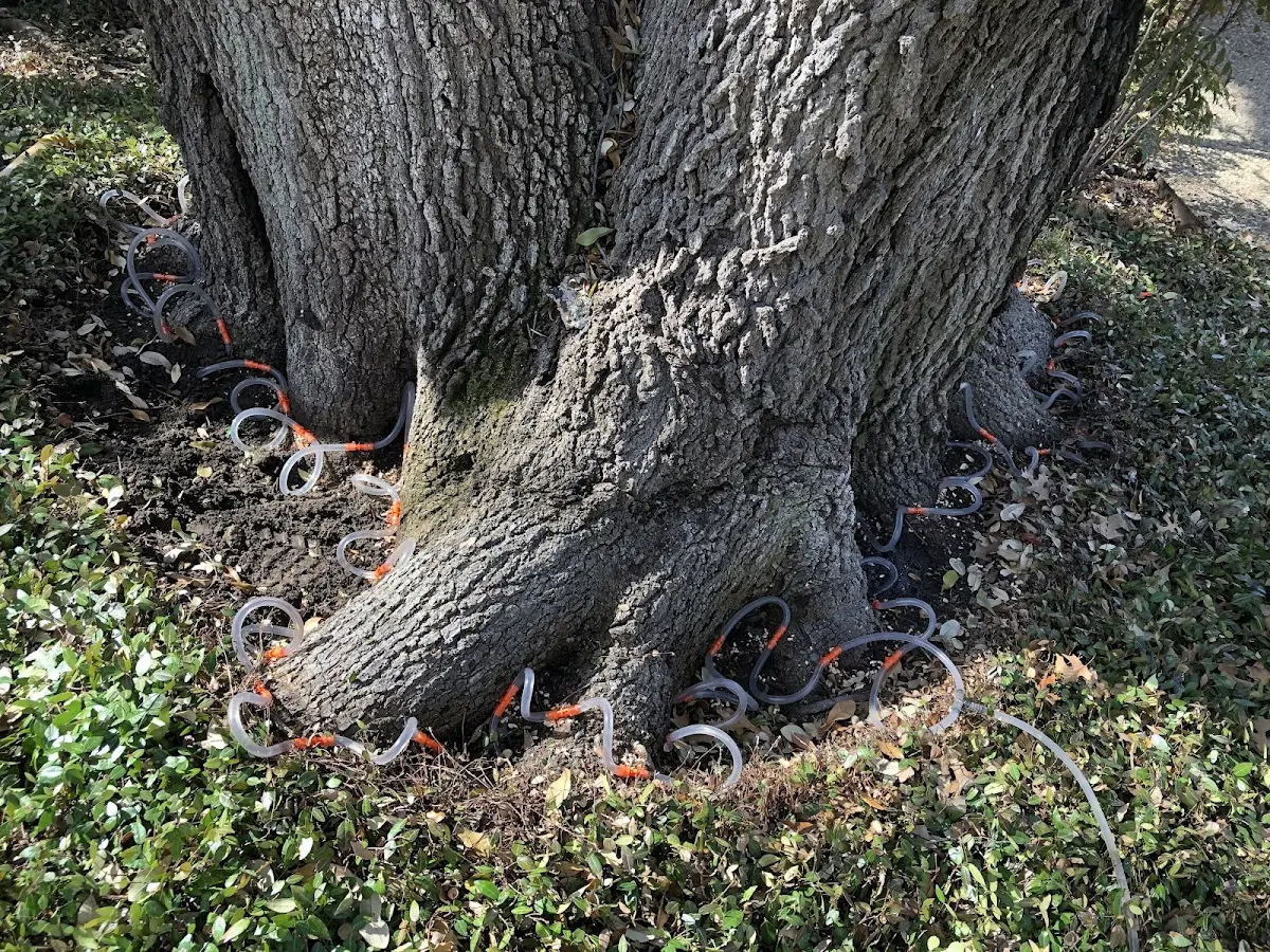 Detailed Tree Cabling and Bracing job site in Miltona